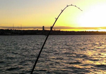 Waitemata fishing