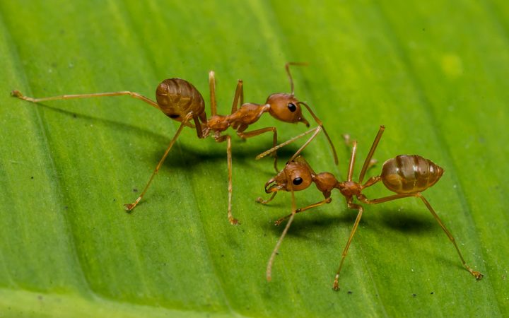 fire ants meeting on banana leaf