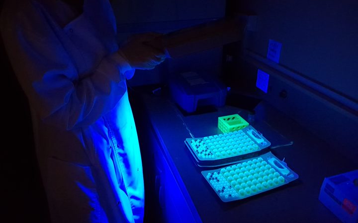 In this picture, a scientist uses to white light to test for E coli in samples.