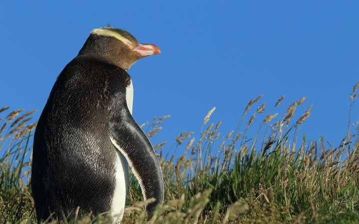 Yellow-eyed penguin in New Zealand,