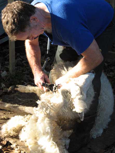 Edsel shearing Kim the sheep