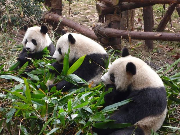 Katie Graham Inspired by China pandas