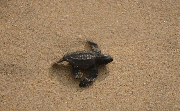 Teresa Wyndham Smith Ghana turtle hatchling