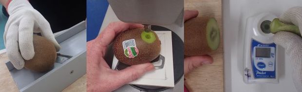 Various stages involved in testing kiwifruit for firmness and sweetness