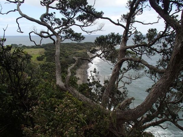 Little Barrier Island view
