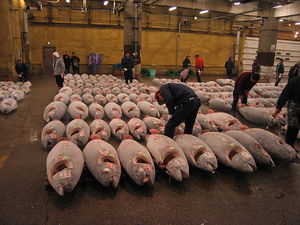 Tuna at Tsukiji