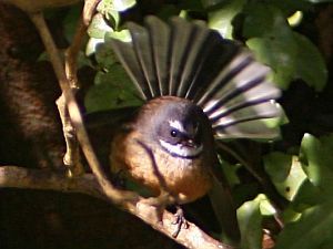 Fantail by Tony Wills