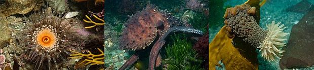 Invertebrates such as octopus also benefit from marine reserves