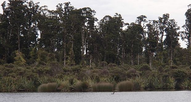 Crested grebe in front of kahikatea forest on Lake Moeraki