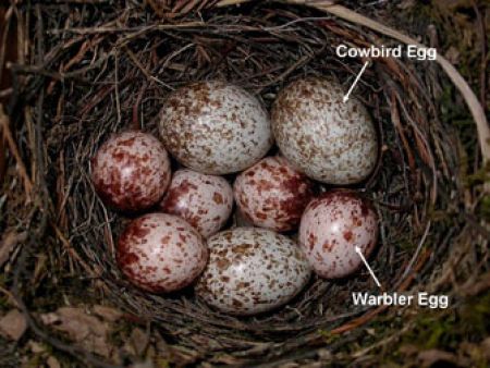 Warbler nest parasitized with cowbird eggs