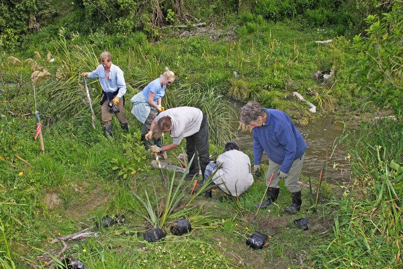 Volunteers planting at Hull's Creek