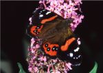 Butterfly_ Bassaris gonerilla