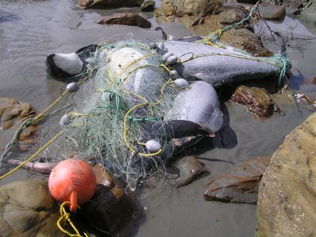Dead Hector's Dolphins