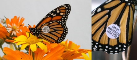Tagged Monarchs