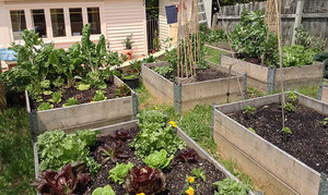 Garden with addition of raised beds and vegetables