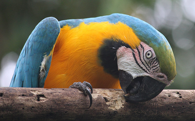 Malcolm the blue and gold macaw