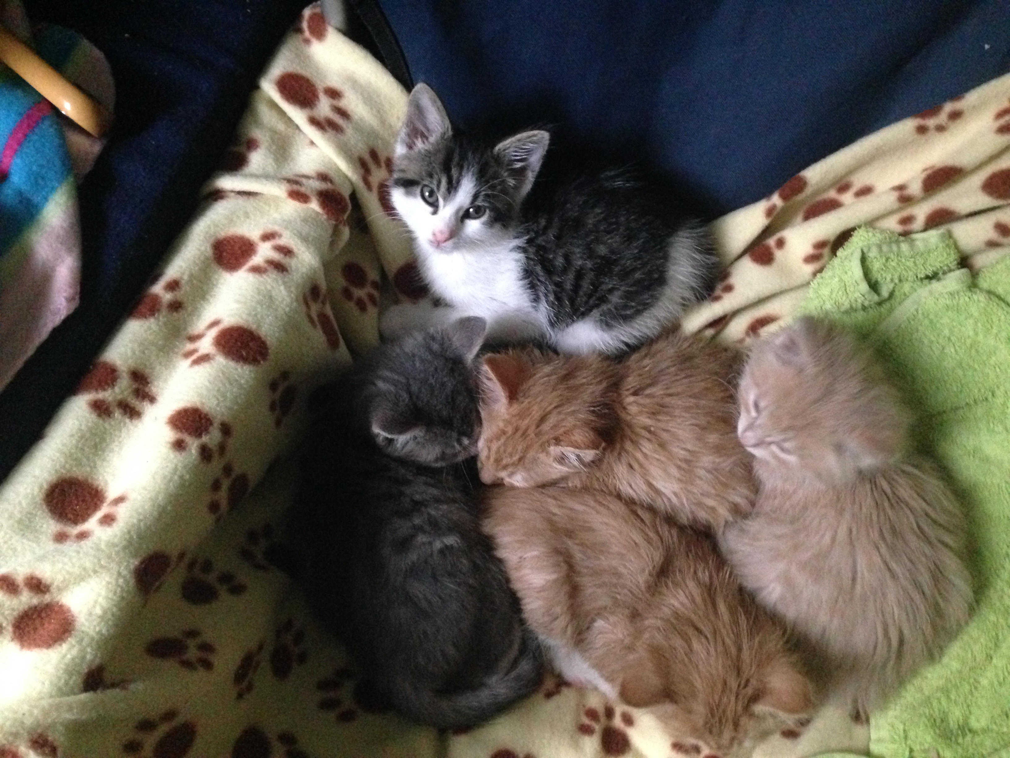 Lynn Freeman's foster kittens