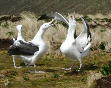 Royal albatrosses displaying on Campbell Island.