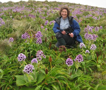 Alison Ballance amongst flowering megaherbs on Campbell Island.