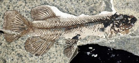A fossil freshwater fish