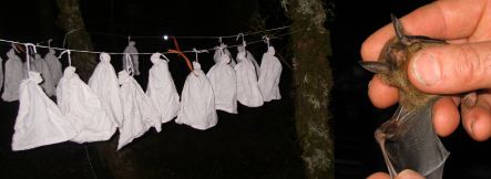White cotton bags containing bats hung like laundry and short-tailed bat with one wing unfurled.