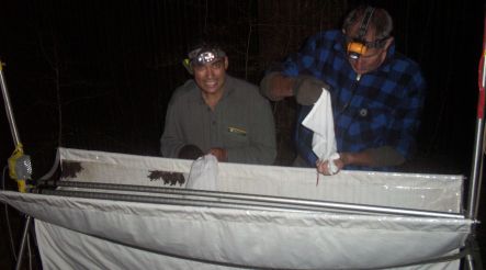 Department of Conservation staff removing bats from a harp trap