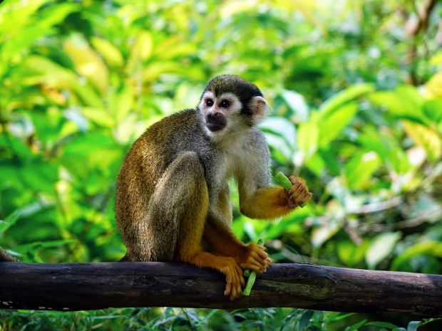 Monkey Child squirrel monkey in tree PD Pixabay