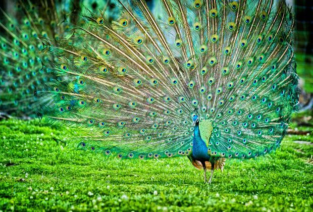 Peacock CC BY Nihal Jabin