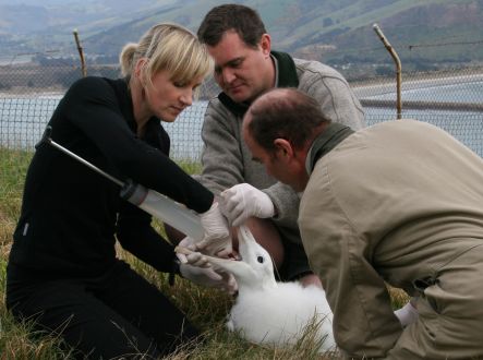 Vet Kerri Morgan helps Department of Conservation staff feed a recuperating royal albatross