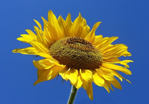 Sunflower from Silesia