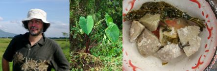 Peter Matthews, wild taro and a taro dish sold in PNG