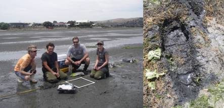 Some of the Heathcote Estuary team members; rotting sea lettuce