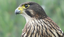 New Zealand falcon