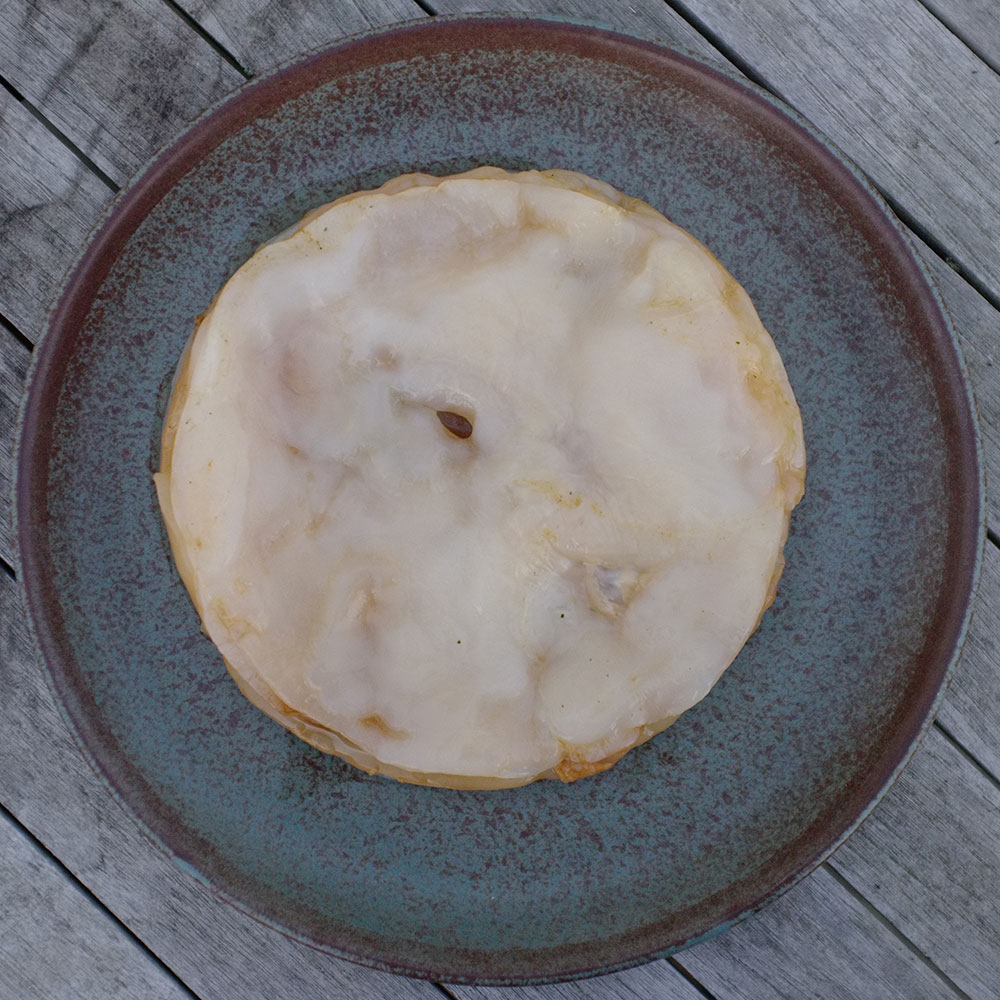 SCOBY on plate