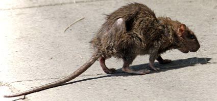 Dirty rat on the street