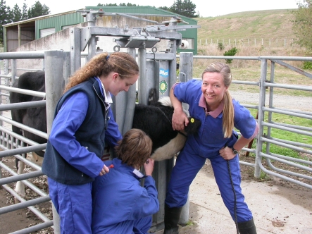 Jenny Weston examining a cow with some vet nursing students.