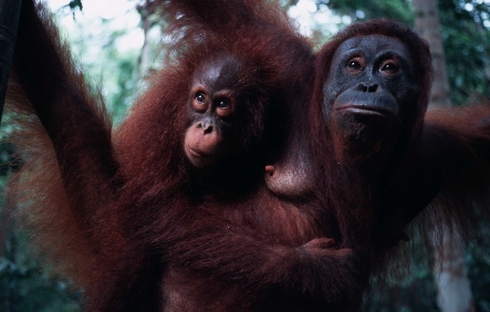 Orangutan and baby Borneo