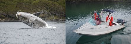 Southern right whale breaching and a small research boat
