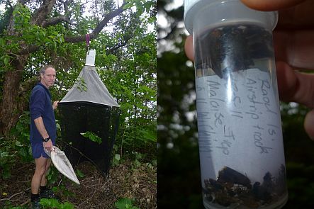 Warren Chinn and a malaise trap, and insects caught in trap