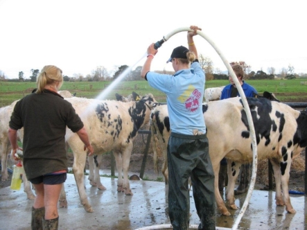 Preparing for Waipiri Holstein Friesian Cow and Calf Sale