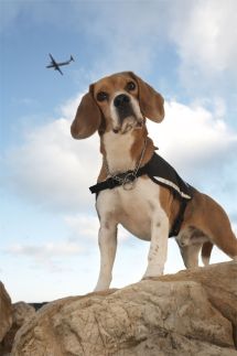 Max the Beagle