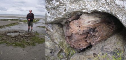 Bruce Hayward and tree trunk preserved under volcanic ash in buried forest