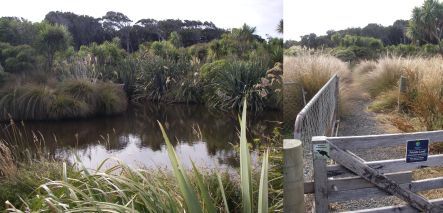 Restored wetland on Chris and Brian Rance's property