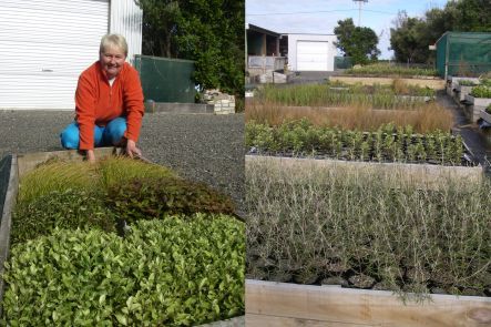 Chris Rance and plants at the Southland community nursery