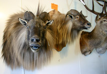 Tahr on the wall