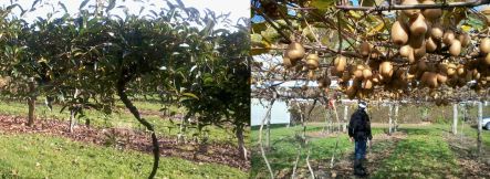 An evergreen kiwifruit species from Russia, and a new variety of red-fleshed kiwifruit