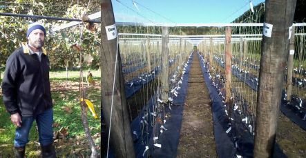 Luis Gea with a kiwifruit vine infected by Psa, and intensive trialling of new cultivar seedlings