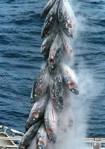 Frozen tuna being transhipped