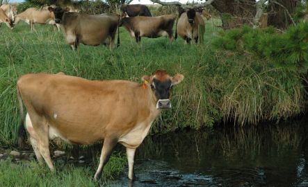 A herd of cows has complete access to this stretch of water in Taranaki