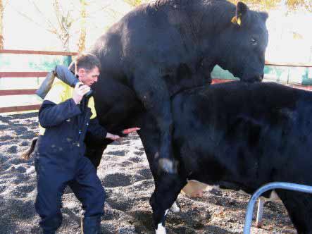 Steve Nettelton collecting bull semen.